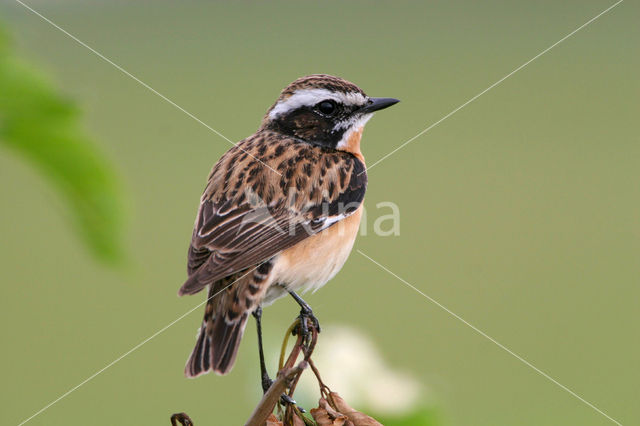 Paapje (Saxicola rubetra)