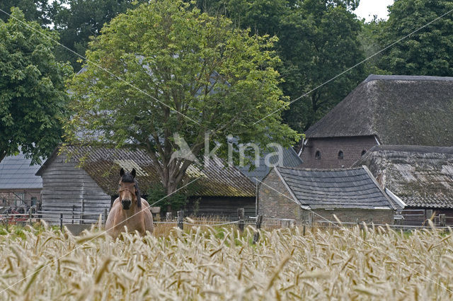 Paard (Equus spp)