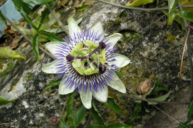 Passiebloem (Passiflora spec.)