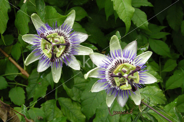 Passiebloem (Passiflora spec.)