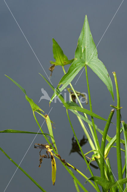 Pijlkruid (Sagittaria sagittifolia)