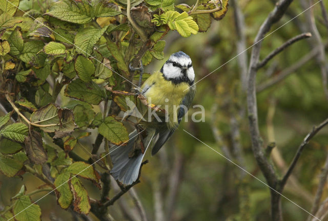 Pimpelmees (Parus caeruleus)