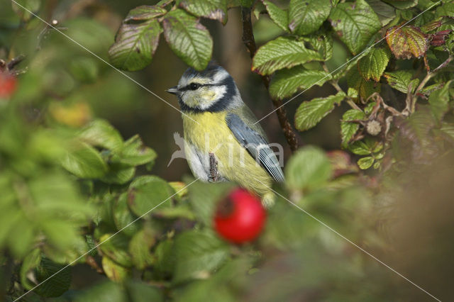 Pimpelmees (Parus caeruleus)