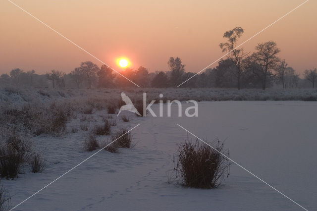 Soft Rush (Juncus effusus)