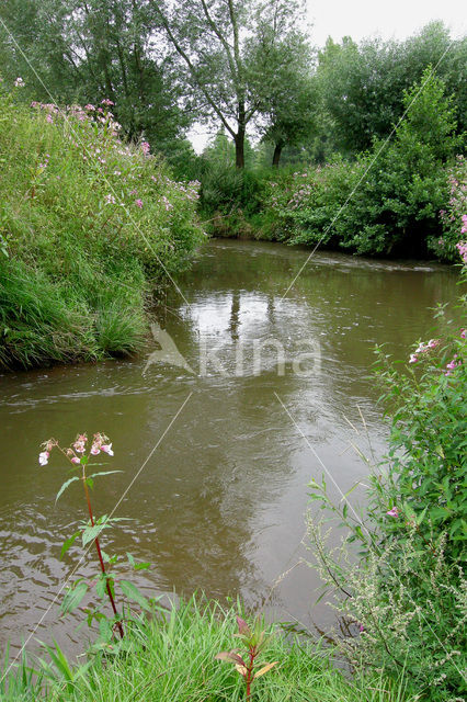 Reuzenbalsemien (Impatiens glandulifera)