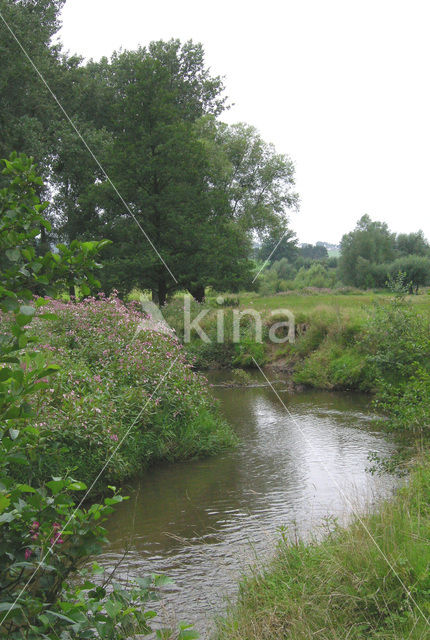 Reuzenbalsemien (Impatiens glandulifera)