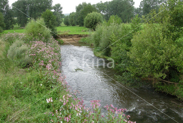 Reuzenbalsemien (Impatiens glandulifera)