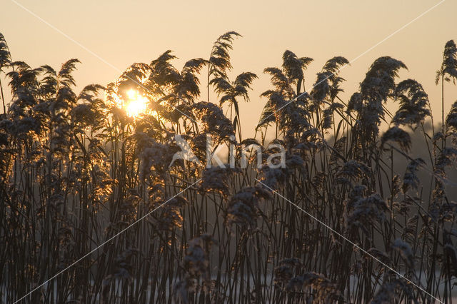 Common Reed (Phragmites australis)