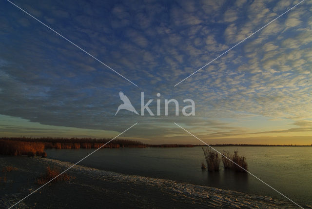 Riet (Phragmites australis)