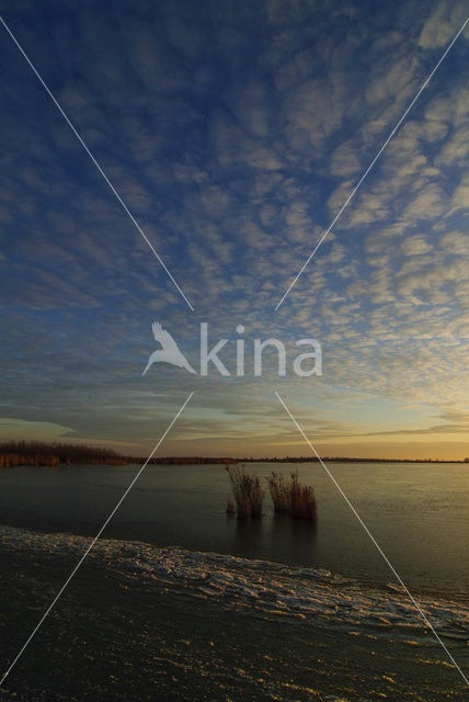 Common Reed (Phragmites australis)