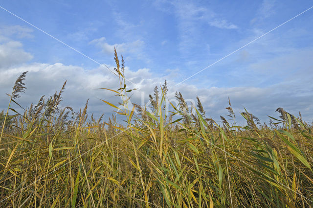 Riet (Phragmites australis)