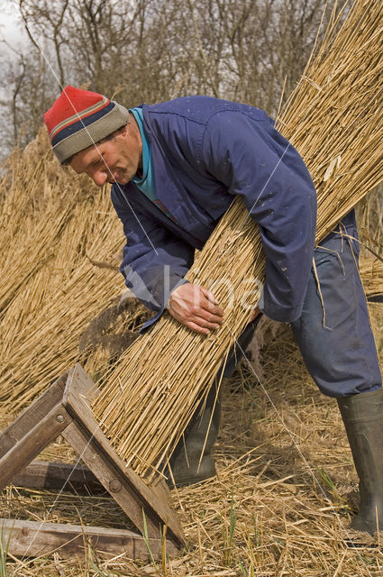 Riet (Phragmites australis)