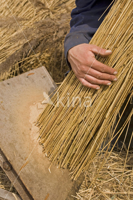 Riet (Phragmites australis)