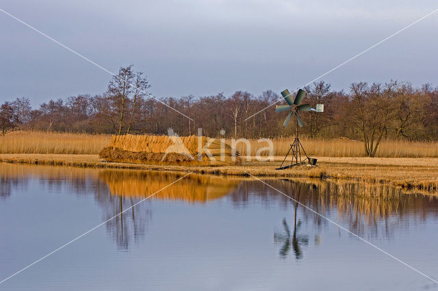 Riet (Phragmites australis)