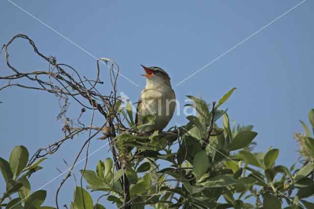 Rietzanger (Acrocephalus schoenobaenus)