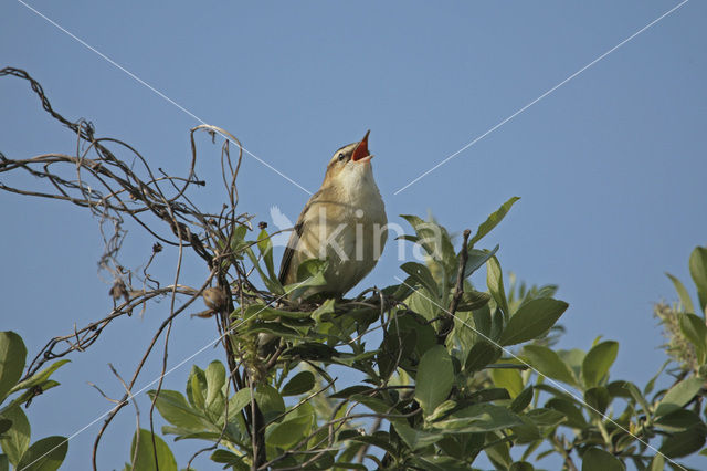 Rietzanger (Acrocephalus schoenobaenus)