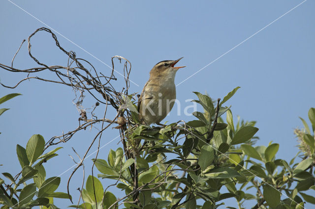 Rietzanger (Acrocephalus schoenobaenus)