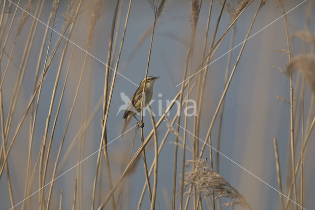 Rietzanger (Acrocephalus schoenobaenus)