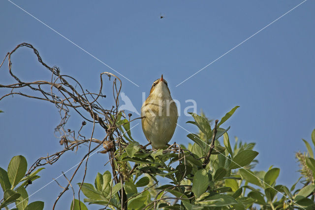 Rietzanger (Acrocephalus schoenobaenus)