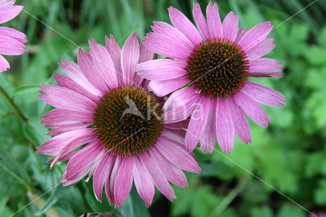 Rode zonnehoed (Echinacea purpurea)