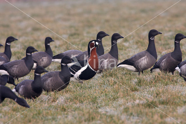 Roodhalsgans (Branta ruficollis)