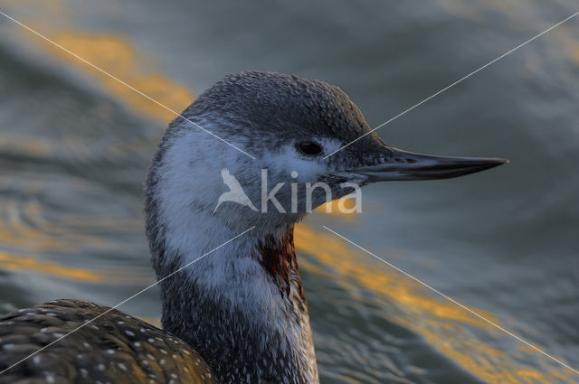 Roodkeelduiker (Gavia stellata)