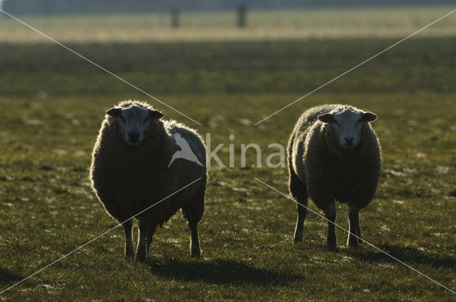 Schaap (Ovis domesticus)