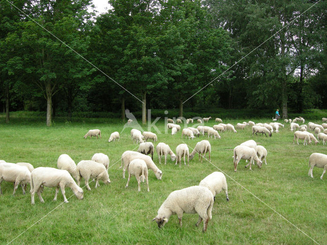 Schaap (Ovis domesticus)