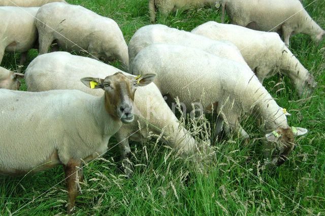 Schaap (Ovis domesticus)