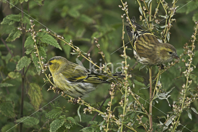 Sijs (Carduelis spinus)