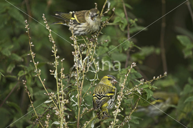 Sijs (Carduelis spinus)