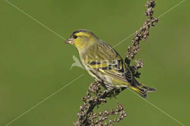 Sijs (Carduelis spinus)