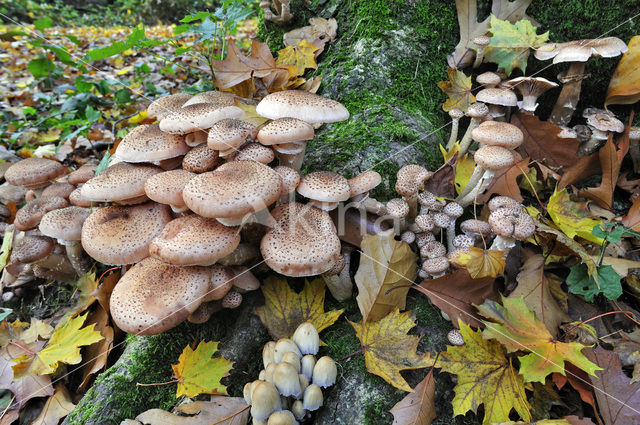 Sombere honingzwam (Armillaria ostoyae)