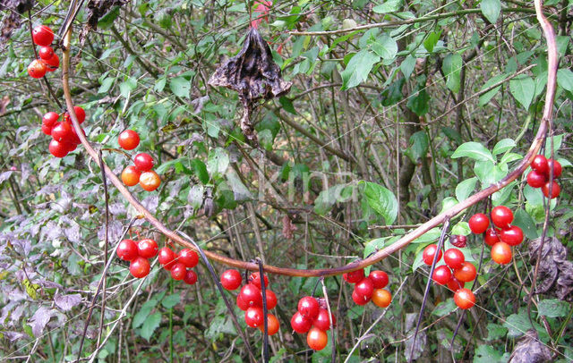 Spekwortel (Tamus communis)