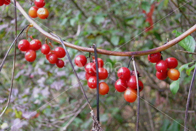 Spekwortel (Tamus communis)