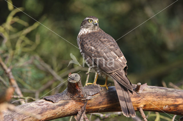 Sperwer (Accipiter nisus)