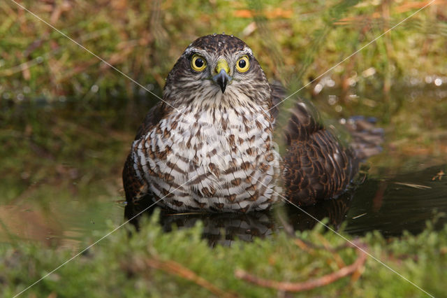 Sperwer (Accipiter nisus)