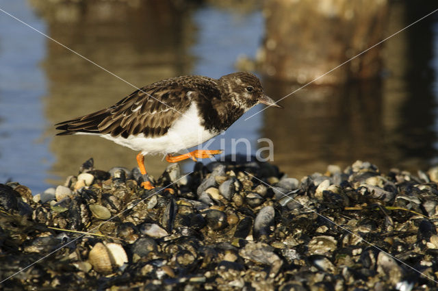 Steenloper (Arenaria interpres)