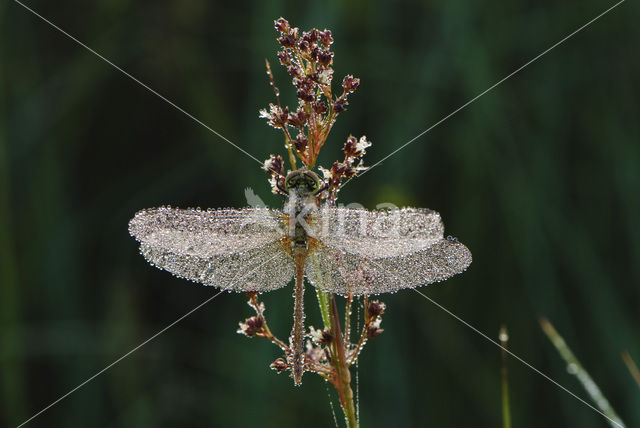 Steenrode heidelibel (Sympetrum vulgatum)