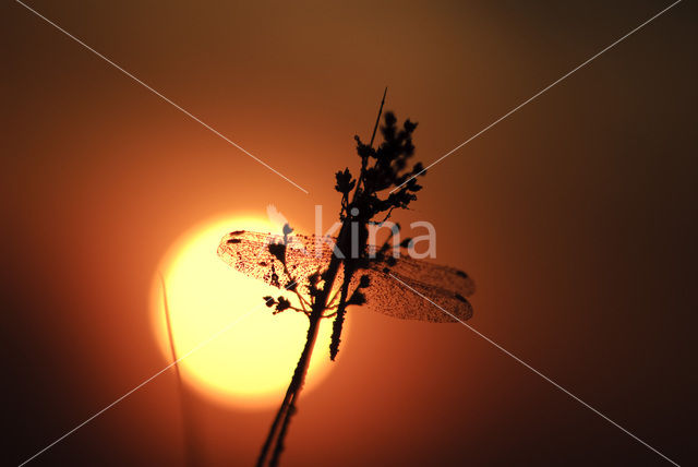 Steenrode heidelibel (Sympetrum vulgatum)