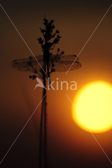 Steenrode heidelibel (Sympetrum vulgatum)