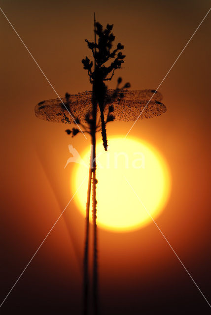 Steenrode heidelibel (Sympetrum vulgatum)