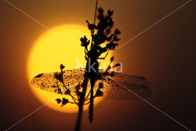 Steenrode heidelibel (Sympetrum vulgatum)