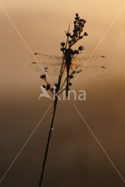 Steenrode heidelibel (Sympetrum vulgatum)