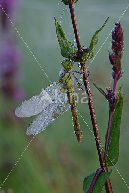 Steenrode heidelibel (Sympetrum vulgatum)