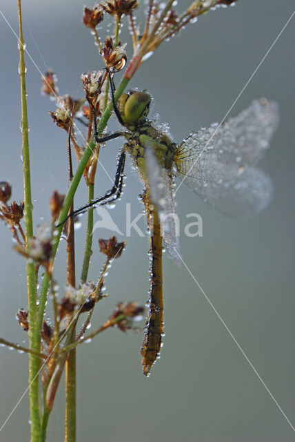 Steenrode heidelibel (Sympetrum vulgatum)