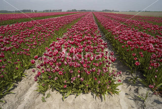 Tulp (Tulipa)