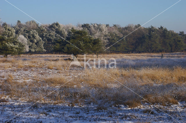 Uffelter binnenveld