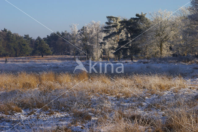 Uffelter binnenveld