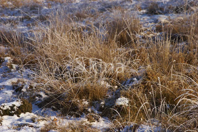 Uffelter binnenveld